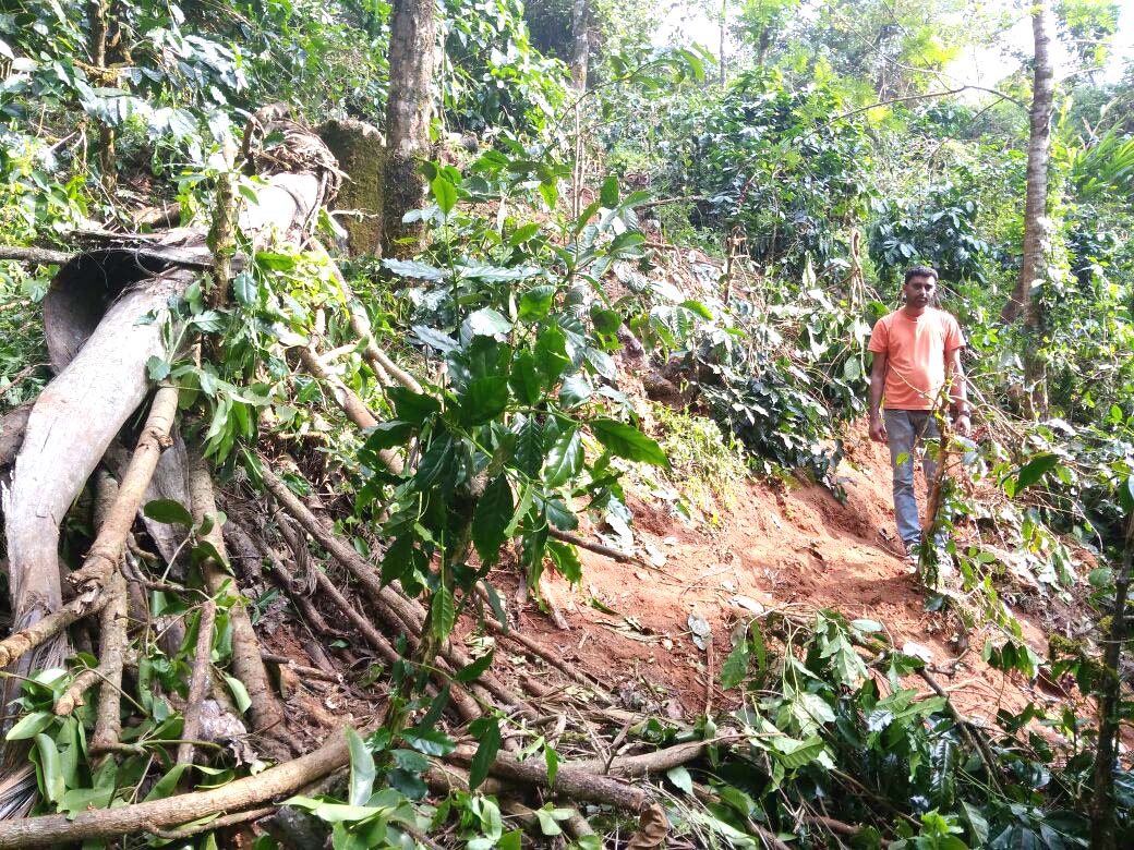 ಬಣಕಲ್ ಸುತ್ತಮುತ್ತ ಮಿತಿಮಿರಿದ ಕಾಡಾನೆ ಹಾವಳಿ